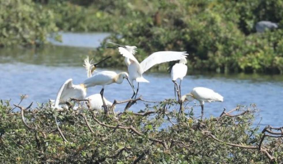 Vedanthangal Bird Sanctuary-3